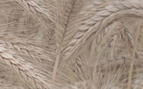 ����С������Э����