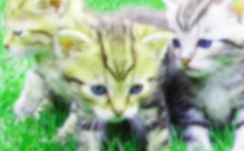 ��̰�Ե�Сè�����Խ̰�