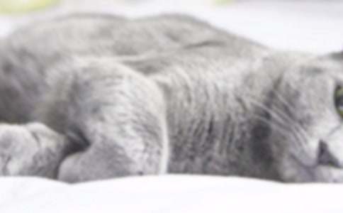 �����޶�������Сè����ѧ��˼