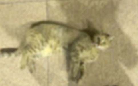 �ɰ���Сè�̰�