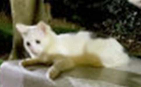 �����޶�������Сè����ѧ���