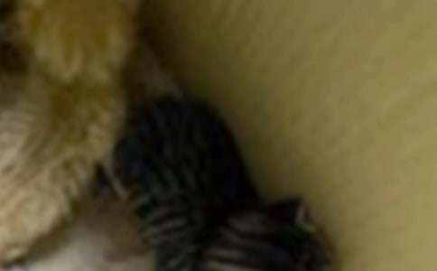 《小猫种鱼》教案