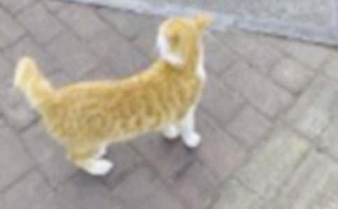 ���ɰ���Сè����ѧ���