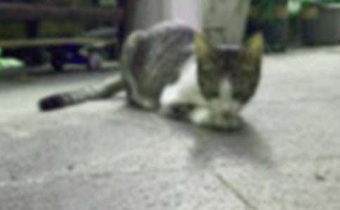 小猫刮胡子教案