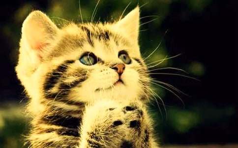 ��Сè���̰�