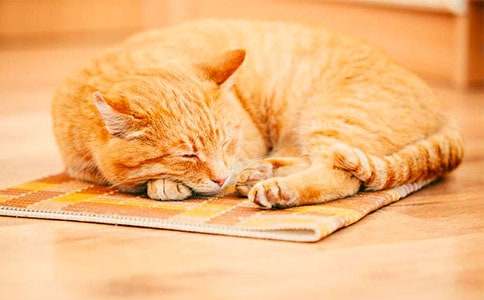 �������̰���̰�Ե�Сè��