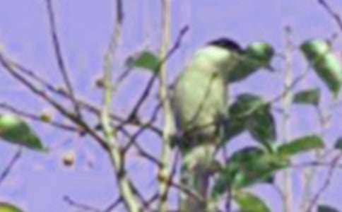 СС��С�����Խ̰����12ƪ