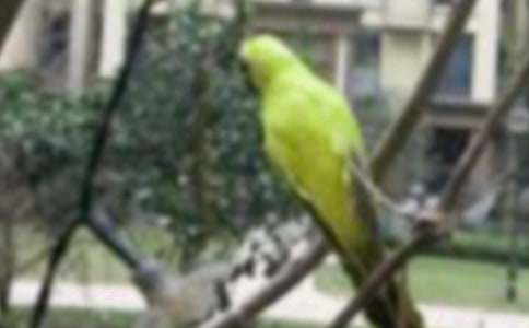 С���Ҽҽ̰�(15ƪ)