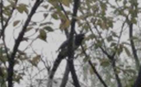 《大树和小鸟》教案(精选16篇)