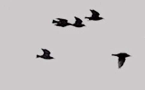 ��СС�񡷽̰�