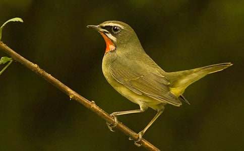 Сѧ������С���Ҽҡ���ѧ���