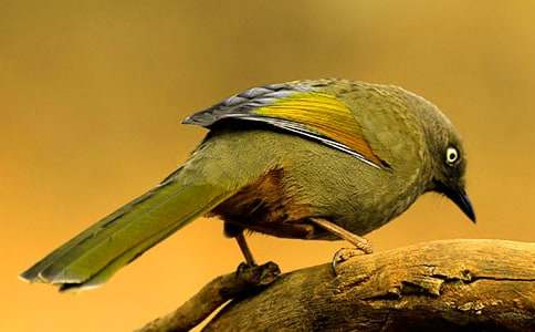 ����ŭ��С�񡷴��̰�