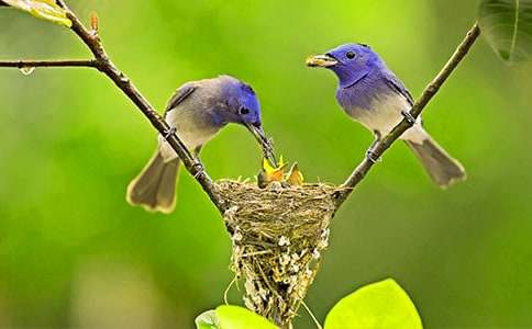 ����С��˵�θ�