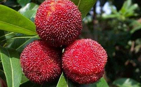 ���Ұ��������÷���̰�15ƪ