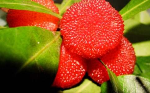 ����ɽ��÷���̰�����