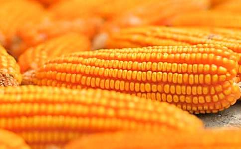 《最后的玉米》教学设计