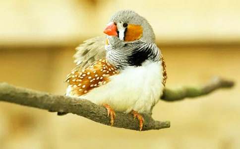 �������񡷽�ѧ��˼