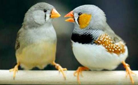 �������񡷽�ѧ���(���15ƪ)