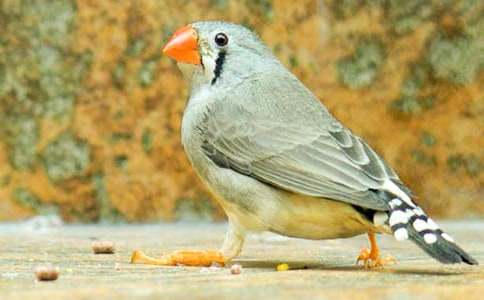 ���꼶�������񡷽�ѧ�������