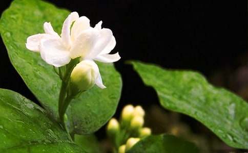 人音版六年级上册第一单元《茉莉花》教案(精选10篇)