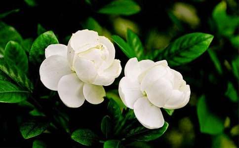 小学二年级《茉莉花》教案