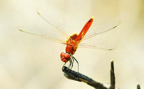 �������ѡ���ѧ���ʵ��5ƪ