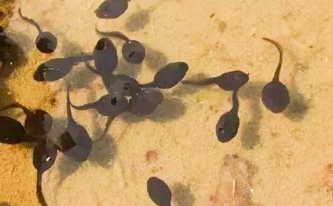 С���������̰�(15ƪ)