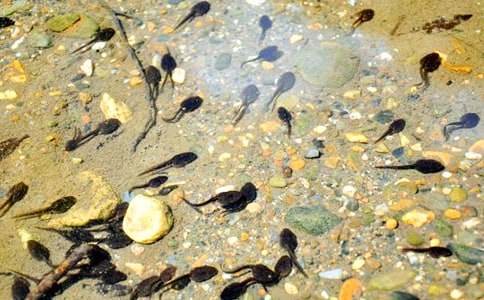 С�ࡶС��������衷��ѧ��˼��ͨ��5ƪ��