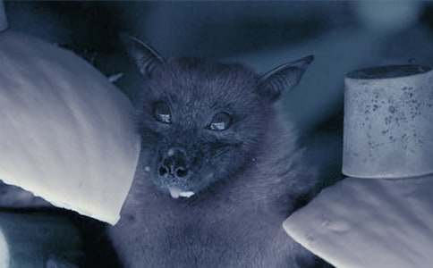 ����������״�̰������ƪ