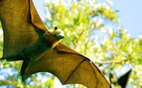 ��������״��ѧ��˼���15ƪ