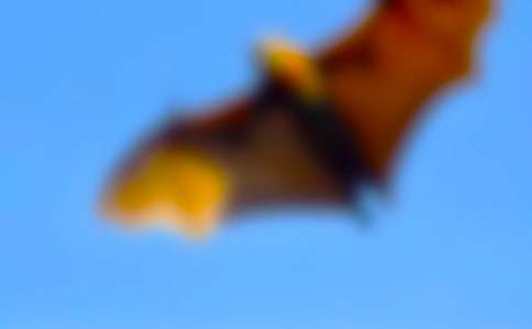 ��������״��ѧ��˼������15ƪ��