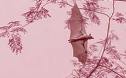 ��������״��ѧ���