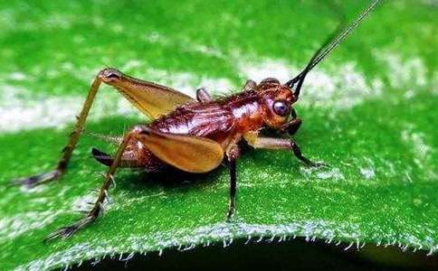 ���סլ�Ľ�ѧ���