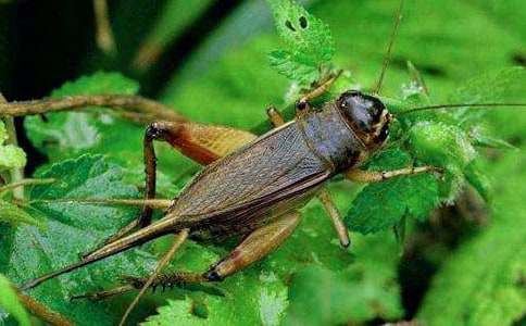 ���סլ��ѧ��˼ 15ƪ