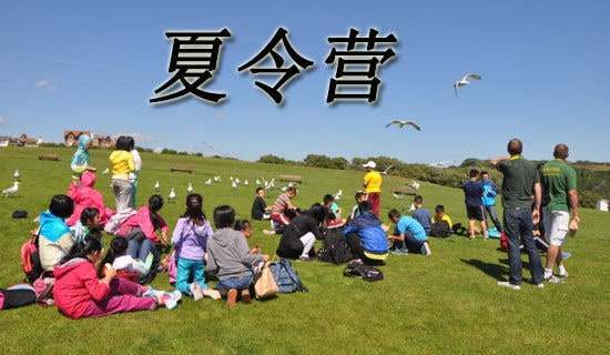 ��Сѧ����Ӫ��߻�����