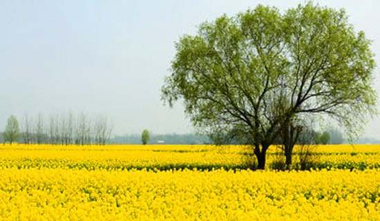 【精】小学春游活动策划书